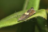 Dichrorampha petiverella