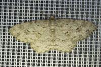 Ectropis crepuscularia