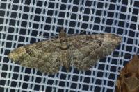 Gymnoscelis rufifasciata