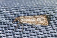 Thisanotia chrysonuchella