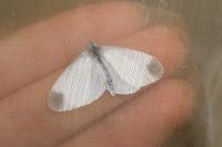 Leptidea sinapis