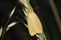 Cybosia mesomella