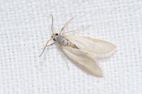 Acentria ephemerella