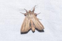 Mythimna pudorina