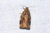 Archips xylosteana