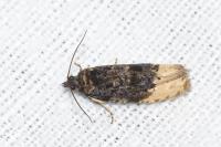 Hedya ochroleucana