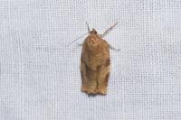 Choristoneura hebenstreitella