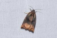 Archips podana