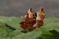 Selenia tetralunaria