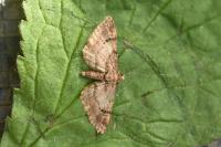 Gymnoscelis rufifasciata