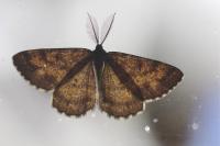 Ematurga atomaria