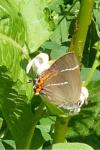 Satyrium w-album