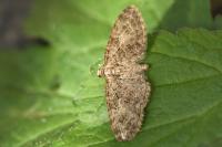 Eupithecia abbreviata