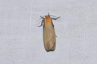 Lithosia quadra