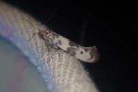 Enolmis acanthella