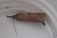 Hypochalcia ahenella