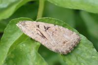 Fissipunctia ypsillon