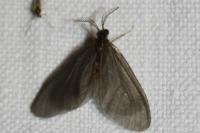 Sterrhopterix fusca