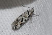 Stenolechiodes pseudogemmellus