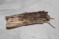 Lithophane semibrunnea