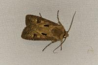 Agrotis exclamationis