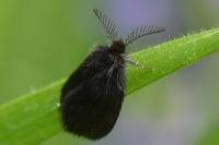 Epichnopterix plumella/sieboldii