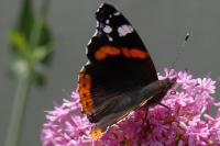 Vanessa atalanta