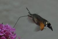 Macroglossum stellatarum
