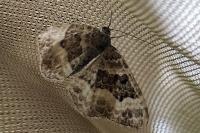 Epirrhoe alternata