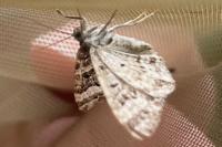 Epirrhoe alternata