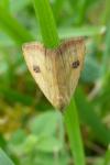 Rivula sericealis