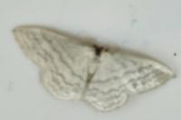 Idaea subsericeata