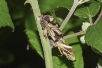 Canephora hirsuta