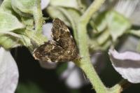 Anthophila fabriciana