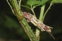 Canephora hirsuta