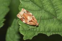 Archips xylosteana