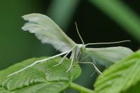 Pterophorus pentadactylus