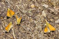 Thymelicus sylvestris