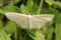 Scopula immutata