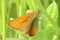 Thymelicus sylvestris