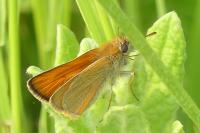 Thymelicus sylvestris