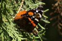 Vanessa atalanta