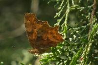 Polygonia c-album