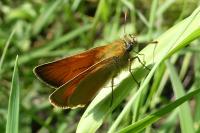 Thymelicus sylvestris