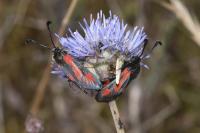 Zygaena sarpedon