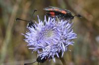 Zygaena sarpedon