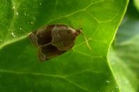 Clepsis dumicolana