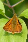 Ochlodes sylvanus