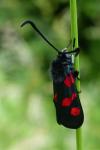 Zygaena trifolii