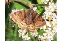 Euclidia glyphica